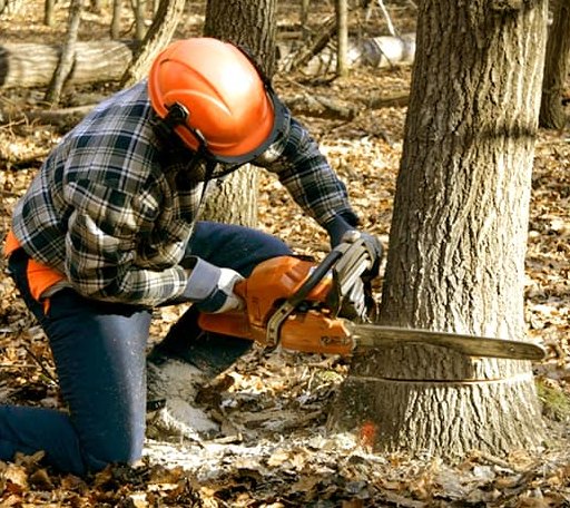 Tree Removal in East Boothbay, ME
